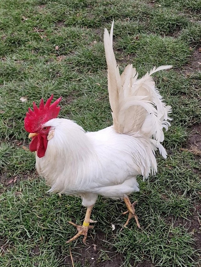 Preview of the first image of Two year old white leghorn cockerel.