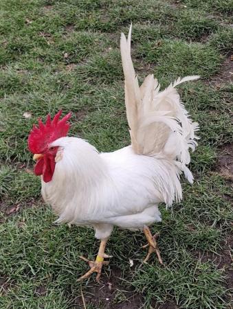 Image 1 of Two year old white leghorn cockerel