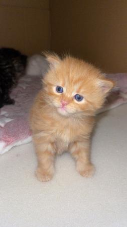 Image 1 of LAST GINGER BOY LEFT! Maine Coon Mixes