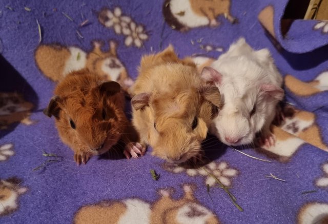 Preview of the first image of Baby Guinea Pigs mostly Californian.