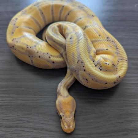 Image 1 of 3 month old female banana pastel poss het pied royal python