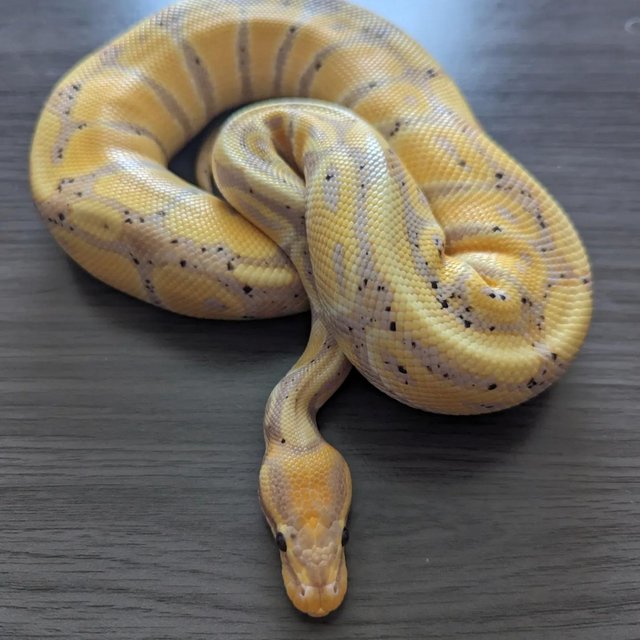 Preview of the first image of 3 month old female banana pastel poss het pied royal python.