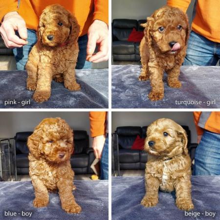 Image 3 of Miniature fox red Cockapoo boy - 11 weeks, needs a 5* home