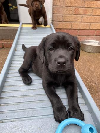 Image 1 of 2 LEFT READY NOW Gorgeous KC Reg Black Labrador Puppies