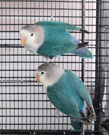 Image 4 of Beautiful Quality LoveBirds of different colours