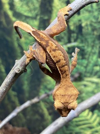 Image 4 of Unsexed juvenile red based flame crested gecko