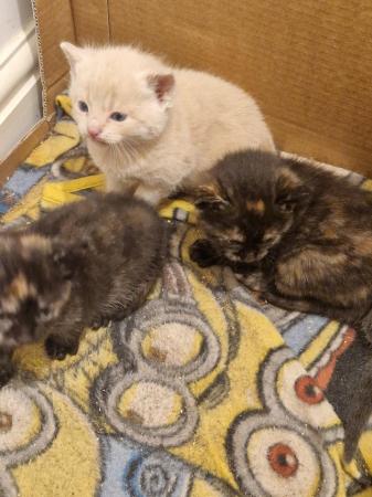 Image 13 of Mixed litter of kittens