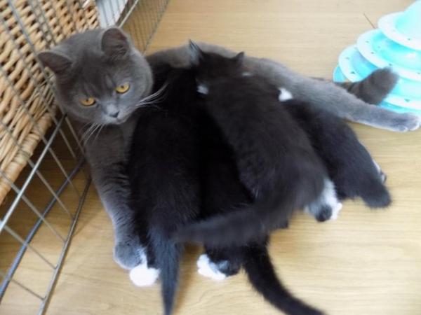 Image 2 of B/W kittens from British Blue Mum