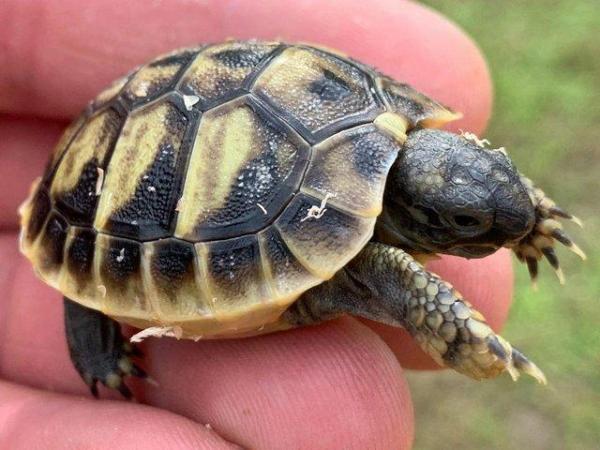 Image 2 of Captive Bred Baby Herman’s tortoises (Testudo hermanni)