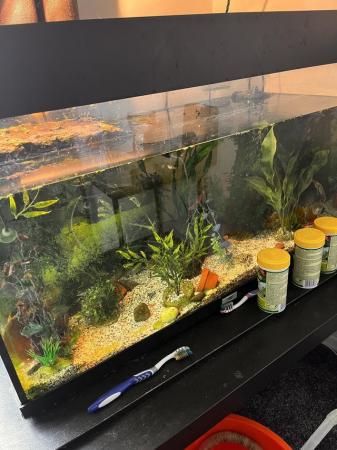 Image 3 of 125L black aquarium fish tank fish and shrimp included