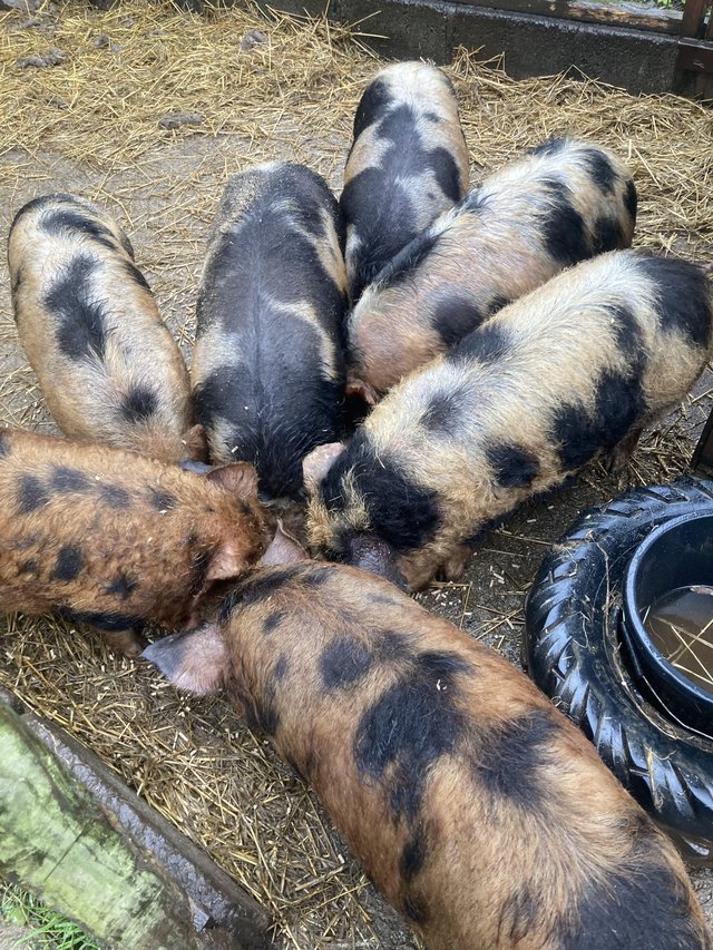 Preview of the first image of Unregistered Kunekune pigs for sale..
