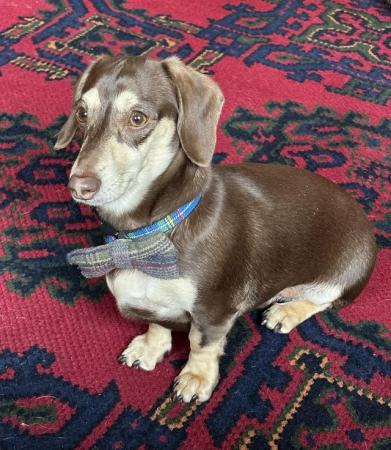Image 6 of One year old miniature dachshund boy