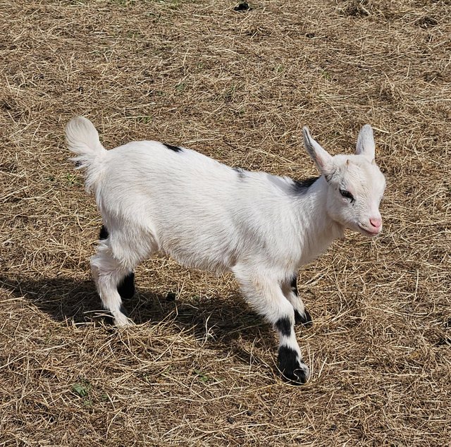 Preview of the first image of Pygmy goat kids for sale.