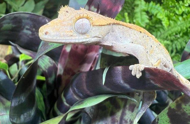 Image 4 of Crested Geckos At The Marp Centre June