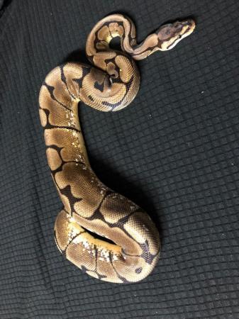 Image 4 of Snake Collection for sale