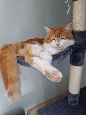 Image 3 of Gorgeous ginger male maine coon cat ready to go
