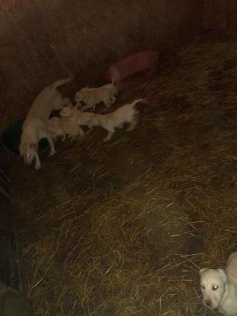 Image 4 of Only 3 beautiful pups remaining