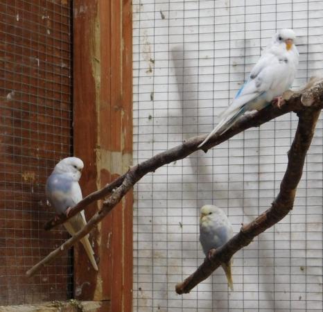 Image 7 of Budgies For Sale. Ideal Pets (Friendly) + Suit for Aviaries