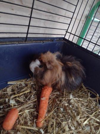 Image 2 of Male baby Peruvian guinea pig