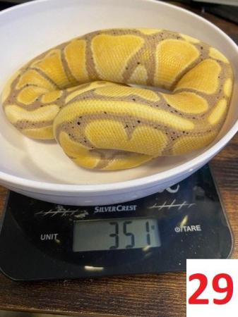 Image 19 of Various Royal Pythons - open to offers