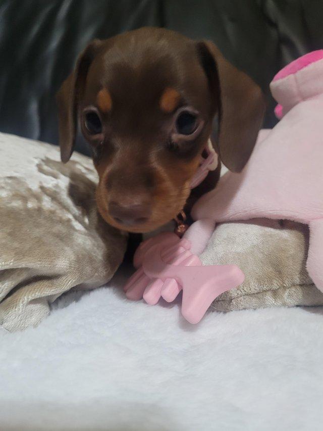 Preview of the first image of Reduced minature dachshund puppy's.