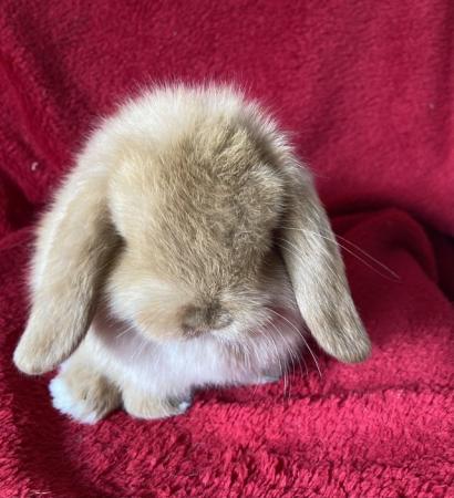 Image 4 of Adorable Mini Lop Rabbits