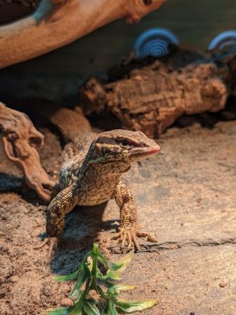 Image 2 of Beautiful Male Ackie Monitor + Viv for sale!