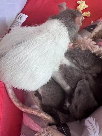 Image 2 of Baby rats 5 females left