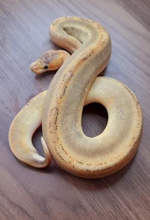 Image 7 of Ball pythons available for sale..