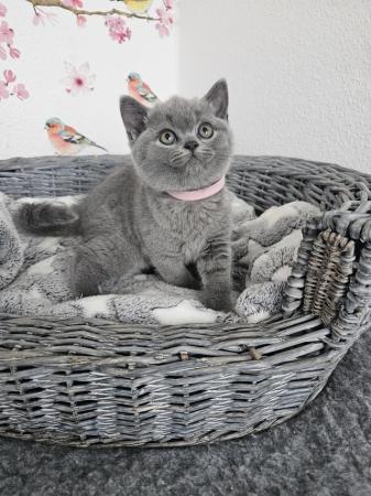 Image 4 of British Shorthair kittens
