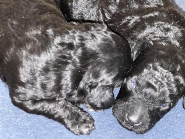 Image 2 of KC REG Stunning Black True to size Toy Poodle puppies