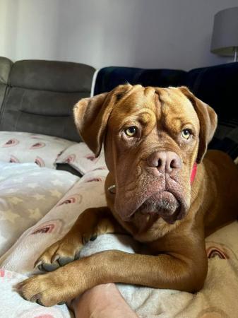 Image 1 of Ruby Dogue De Bordeaux 2 years old