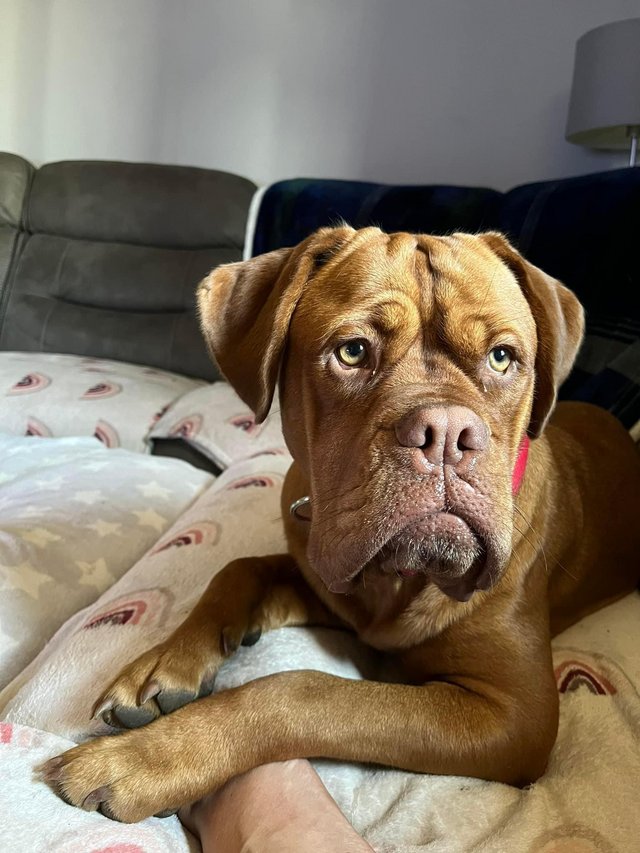 Preview of the first image of Ruby Dogue De Bordeaux 2 years old.