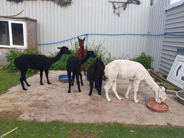 Image 4 of Four Alpacas for sale (male & females)