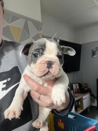 Image 3 of KC registered French bulldog puppies