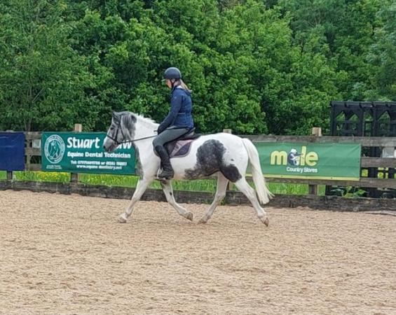 Image 1 of Super smart Blue and white pony