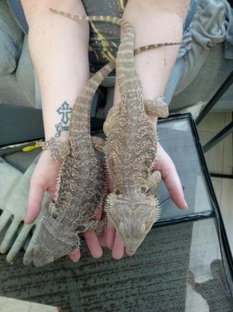 Image 2 of Pair of bearded dragons available