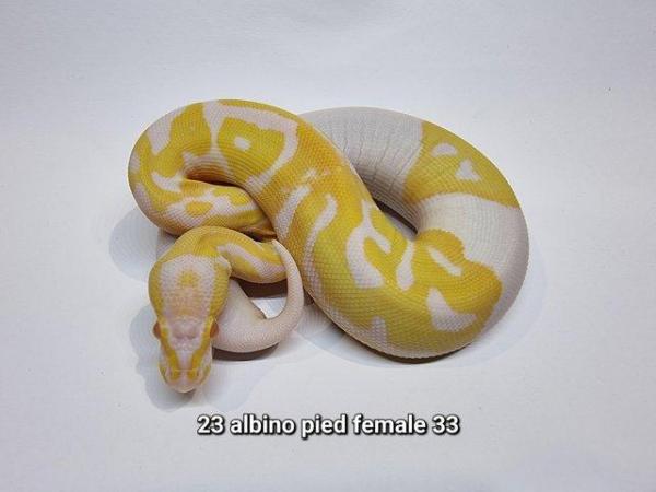Image 8 of Royal Ball Pythons - Multiple available