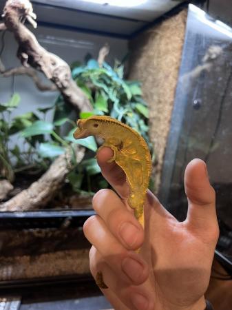 Image 4 of 3 year old crested gecko in need of a new home asap