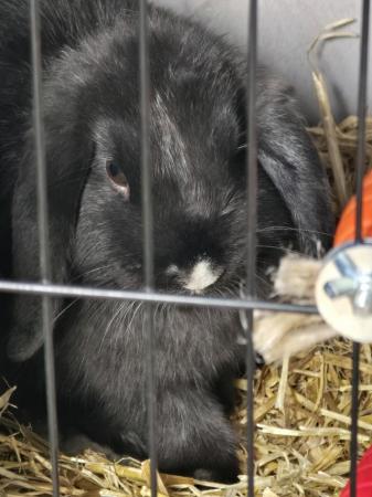 Image 4 of Two bunnies for sale on own or with hutch