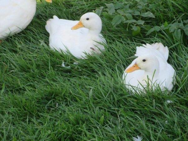 Image 2 of White Call Ducks, 3 boys available.