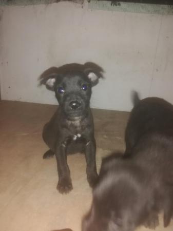 Image 21 of Patterdale terrier pups ready now little livewires