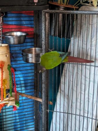 Image 1 of Green check conures for sale