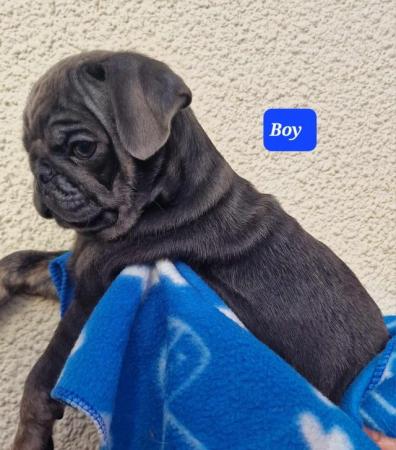 Image 2 of Gorgeous BLUE male puppy, READY TO LEAVE, PDE clear