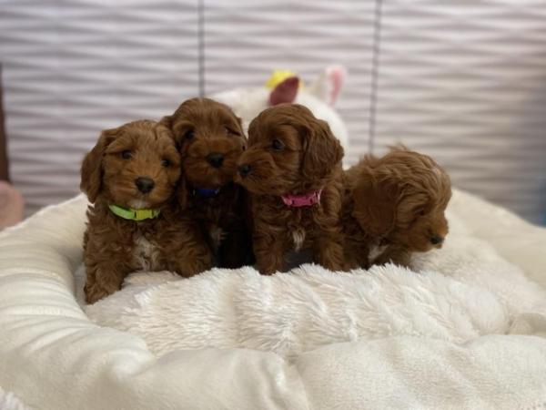 Image 5 of All the puppies have been SOLD