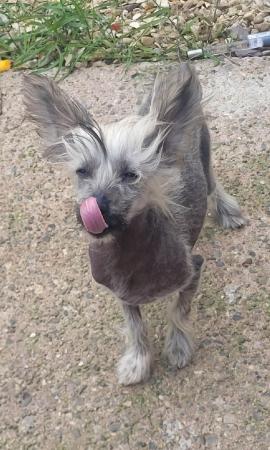Image 12 of Male 6 Month Chinese Crested