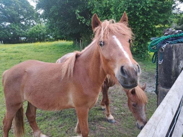 Image 4 of Lovely 2yr Dartmoor pony gelding
