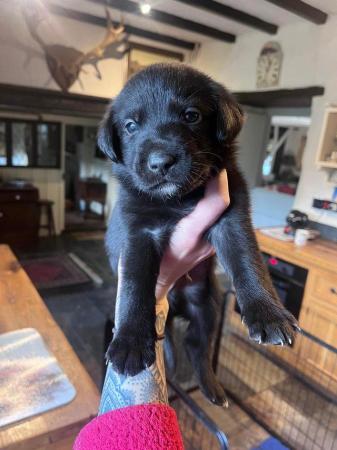 Image 3 of NOW ALL SOLD!!! Labrador cross border collie pups