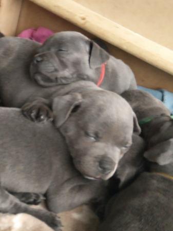 Image 11 of beautiful champion blue Staffordshire bull terrier puppies
