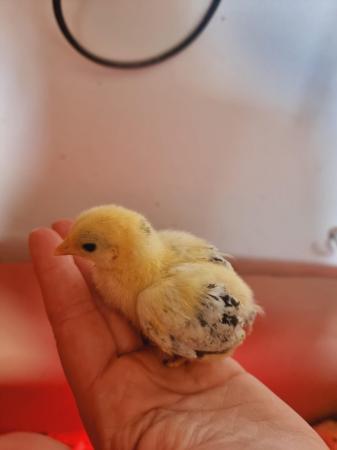 Image 5 of Bantam chick's 2, 3 weeks old
